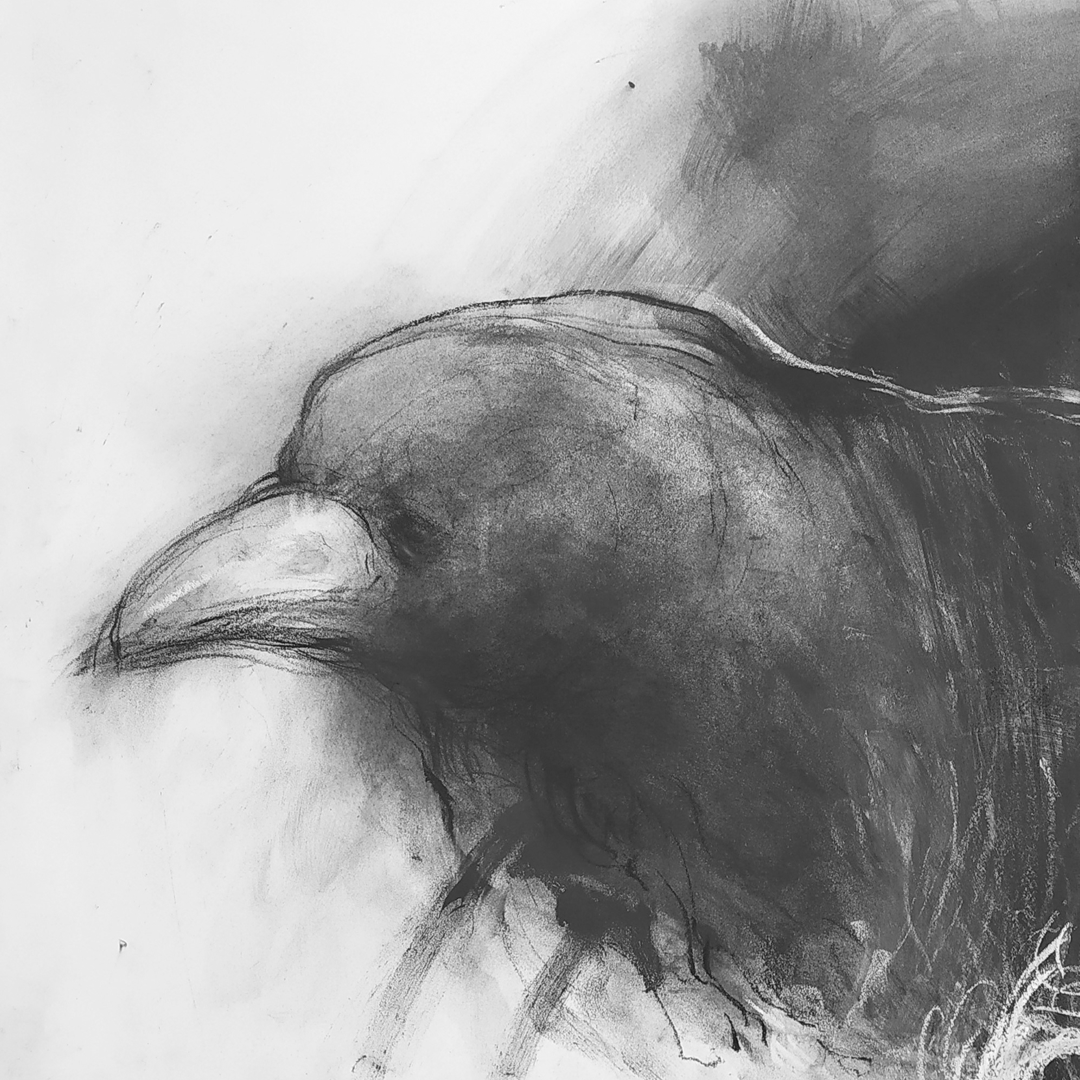 Black Birds Collection